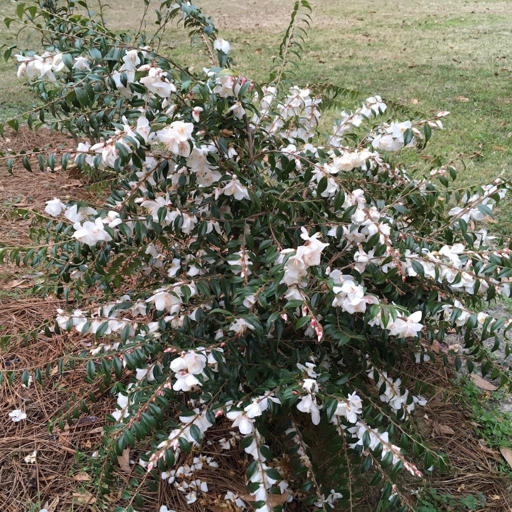 Camellia handelii 'Cliff'