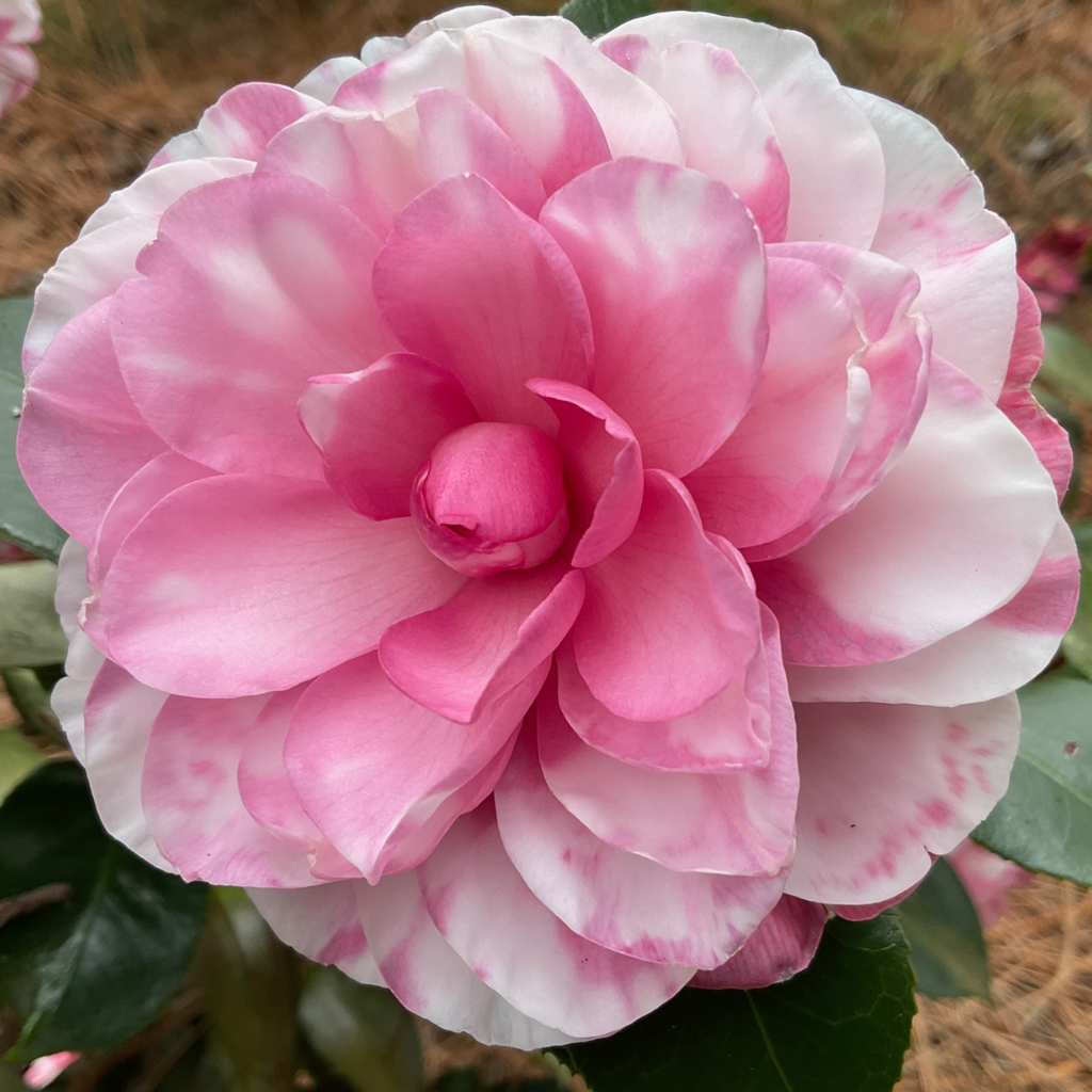Early Autumn Variegated