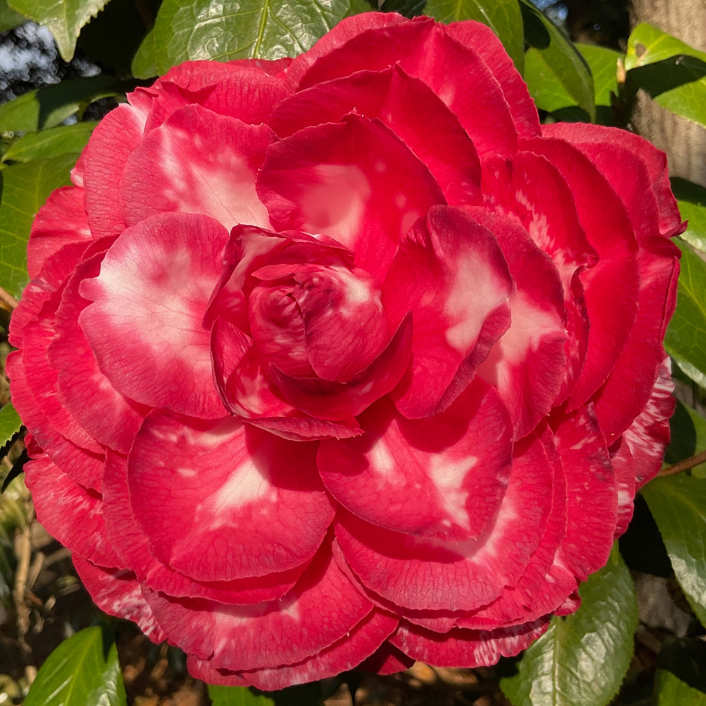 Helen Bower Variegated