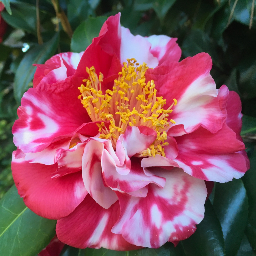 Laura Walker Variegated