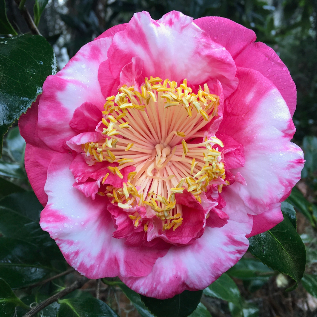 R.L. Wheeler Variegated