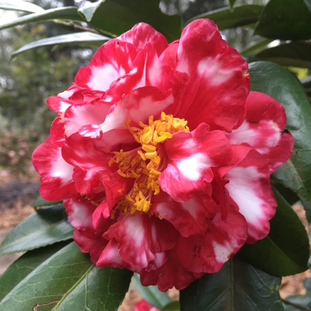 Bobbie Fain Variegated