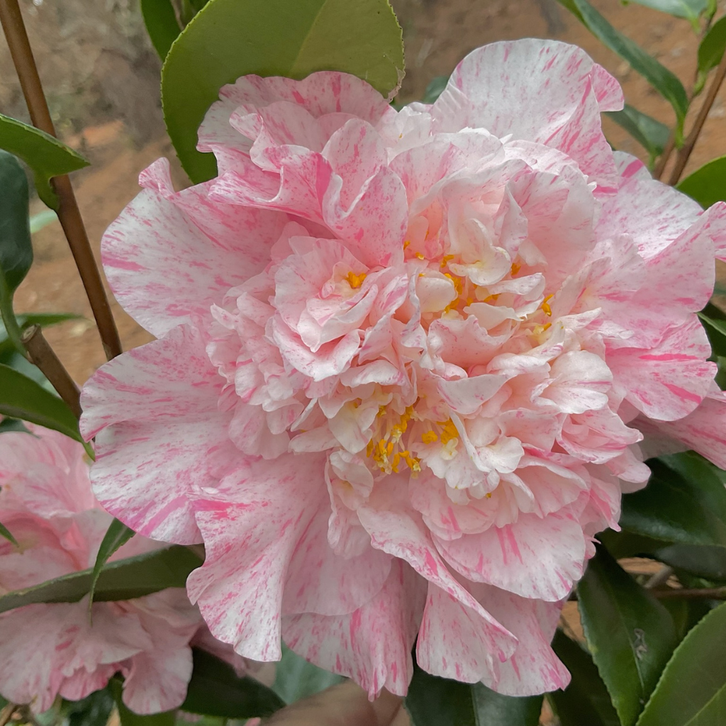 Happy Birthday Variegated