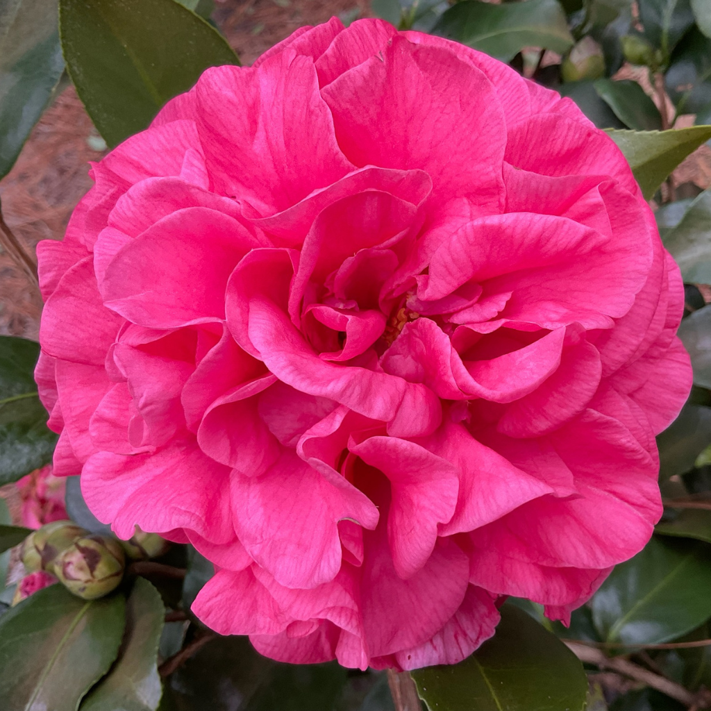 Lillian Gordy