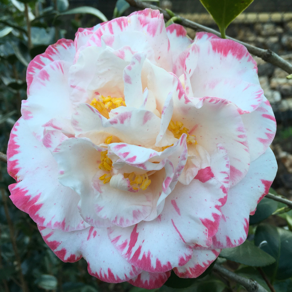 Margaret Davis Picotee