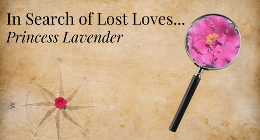In Search of Lost Loves: Princess Lavender