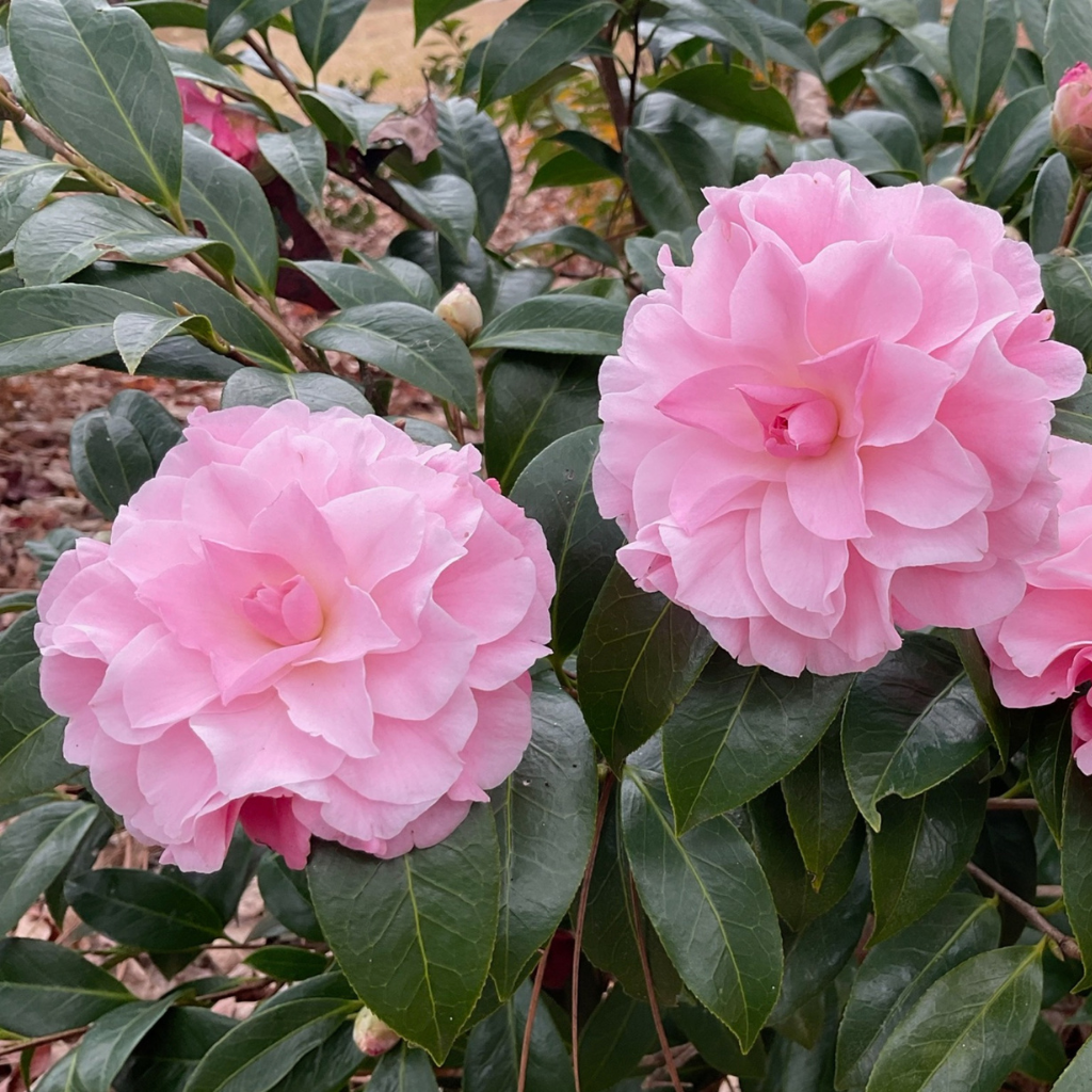 Raspberry & Camellia Vibes Bow