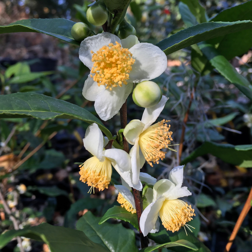 Camellia sinensis (Tea Plant)